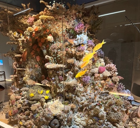 Bild 5 Ein Korallenriff